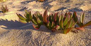 As you can see, play sand is very fine, contains no pebbles. Free Images Beach Sand Cactus Leaf Flower Soil Botany Flora Wild Plants Flowering Plant Grass Family Land Plant 5312x2725 556546 Free Stock Photos Pxhere