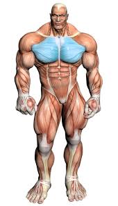 Meet your pectoralis major and pectoralis minor. Prodati Krilo Klasicna Bench Press Muscles Used Piramidkin Com
