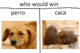 Perro Caca Qa Question Answer 4archive Org