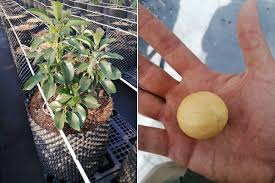 Listed on this page are garden centres in penang. The First Nursery For Avocado Plant Clonal Propagation In Mexico