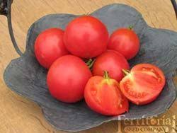 Mar 27, 2021 · went to tomato sale yesterday & brought 3 friends. Momotaro Tomato All My Avid Fanatical Tomato Growing Buddies Say It Is A Fantastic Award Winni Growing Tomatoes Organic Tomatoes Growing Organic Tomatoes
