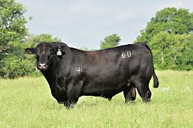 Black And White Cow Name One Animal Meet Top Game The Bull Who S Fathering The Next Generation Of Walmart S Beef In 2020 Bull Animals Top Game