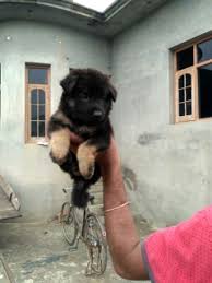 We did not find results for: German Shepherd Dog For Sale In Patiala