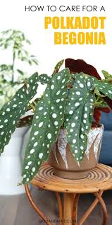 Nagu ühes õiges külas ikka, on siin kirik, kõrts, kool, veskid, pritsikuur jpm. Begonia Maculata How To Care For An Indoor Polkadot Plant