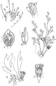 Image result for Podostemaceae