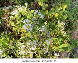 Image result for Vernonia galamensis