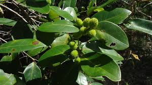 Image result for Chaetocarpus