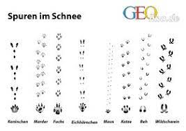 Download 97.760 tierspuren kostenlos vectors. Spieletipps Fur Kinder Im Januar Tierspuren Im Schnee Tierspuren Spuren Im Schnee