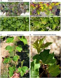 Image result for Grapevine leafroll virus