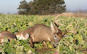 Plots are pivotal to most deer management plans and they are becoming a more valuable part of hunting strategy, as well. 4 Advanced Food Plot Location Strategies Whitetail Habitat Solutions