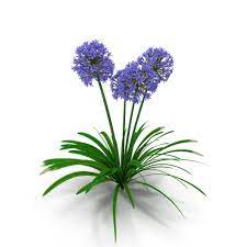 Agapanthus Africanus Flower Agapanthus Agapanthus Africanus Flowers