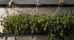 So, your best bet is to not eat raw cannabis in advance of a drug test. Marijuana The Truth About Growing Your Own Pot The Denver Post