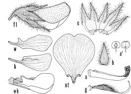 Image result for Rhynchosia micrantha