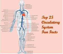 See more ideas about circulatory system projects, circulatory system, human body systems. Top 25 Circulatory System Fun Facts Bioexplorer Net