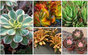 When we think of succulents, we usually picture small, interesting looking plants perched atop colorful stones or diverse pots. 26 Stunning Colorful Succulents Photos Garden Lovers Club