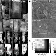 Image result for Psychotria eminiana
