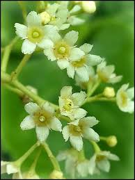 Image result for Catha