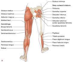 Figure 3 3 Major Muscles Of The Lower Extremities A Front View B Back View Deeper Muscles Are Shown On The Le Medical Knowledge Body Diagram Anatomy Synonyms, crossword answers and other related words for body extremities feet. major muscles of the lower extremities