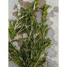Image result for Potamogeton crispus