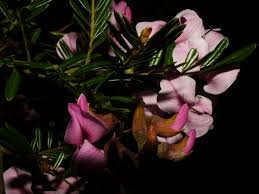 Image result for Virgilia