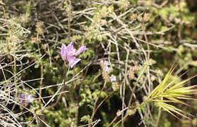 Check spelling or type a new query. Desert Plants Arizona State Parks