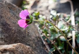 Image result for Geranium ocellatum
