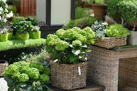 These delicious cookie deals are hard to beat so get them while they last! Flowers Flower Shop Flowers For Sale Green Wiesbaden Plant Wicker Basket Growth Container Pxfuel