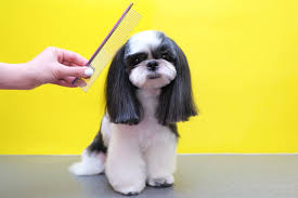 4 Creative Grooming Ideas to Make Your Pup Stand Out