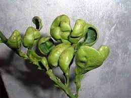 Frost and curling lemon leaves. Citrus Leaf Curl How To Fix Curling Leaves Better Homes And Gardens