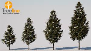 Check spelling or type a new query. Magnolia Grandiflora Little Gem 3dmk
