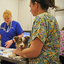 Dog breeders are known to take the help of artificial insemination for various reasons. Types Of Artificial Insemination Breeding Specialists In Florida