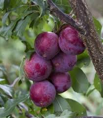 Por Mp Plum Tree Fruit Garden Fruit Trees