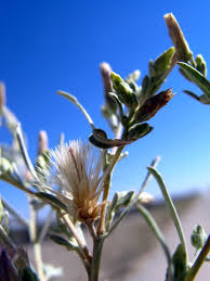 Image result for Pechuel-Loeschea leubnitziae