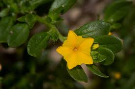 Image result for Euploca katangensis