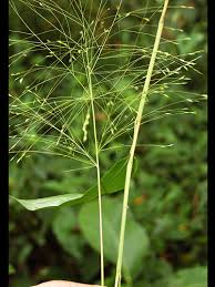 Image result for Orthoclada