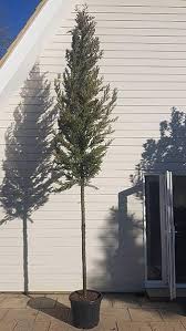 You can find them amid orchards, vineyards or pine trees depending on the area of the mountain range. Italian Cypress Standard Italian Cypress Agrimed Standard