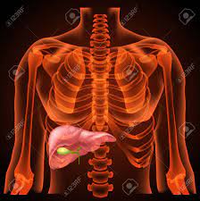 Comic scheme with gut, kidney, pancreas, bladder and liver. Medical Structure Of The Liver Anatomy 3d Neon Light Royalty Free Cliparts Vectors And Stock Illustration Image 50465549