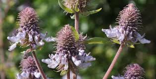 Image result for Pycnostachys reticulata