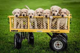 These adorable, playful golden labrador puppies are a cross between a golden retriever and a labrador retriever. Neverest Labs Local Business Fox Lake Wisconsin Facebook 245 Photos