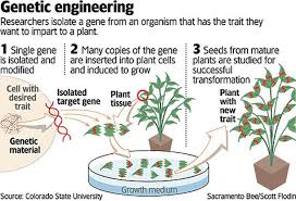 There are both pros and cons of bioengineered foods. What Is Genetically Modified Food Gm Foods Pros Cons