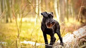 Schnauzer hair doesn't shed, so it tends to mat and knot more easily. Schnauzer Hair Cuts Style Ideas With Photos And Grooming Tips