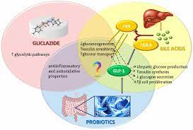 Figure 1 Potential Applications Of Gliclazide In Treating Type 1 Diabetes Mellitus Formulation With Bile Acids And Probiotics Springerlink