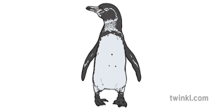 Lurking danger for the galapagos tropical penguin. Galapagos Penguin Illustration Twinkl