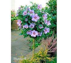 The hebrew word sharon means a plain or a level place.. Cottage Farms Bluebird Rose Of Sharon Hibiscus Tree Qvc Com Hibiscus Pflanze Hibiskus Pflanzen