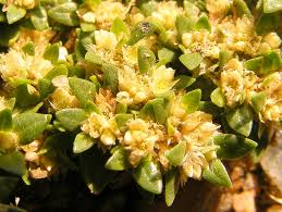 Image result for Guilleminea densa