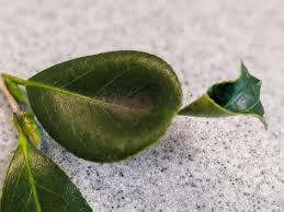 金魚葉椿の葉 Greensnap グリーンスナップ