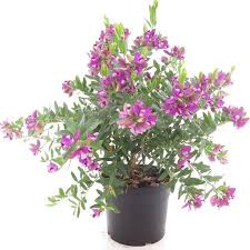 Image result for Polygala myrtifolia
