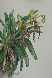 Image result for Pentadiplandra brazzeana