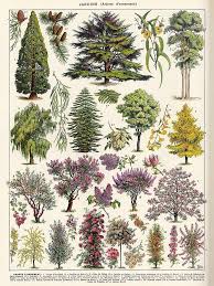 Adolphe Millot Jardin Arbres D Ornement 02 Vintage French Botanical Illustration Poster By Gardenlibrary In 2021 Vintage Botanical Prints Botanical Prints Botanical Prints Free
