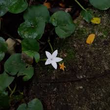 Image result for Geophila